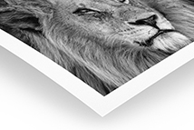 Pictoonline - Tirage Noir & Blanc